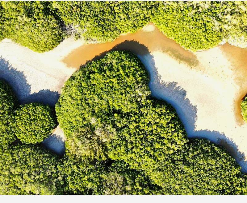 Manglar en buen estado de conservación, en la zona de influencia del proyecto.